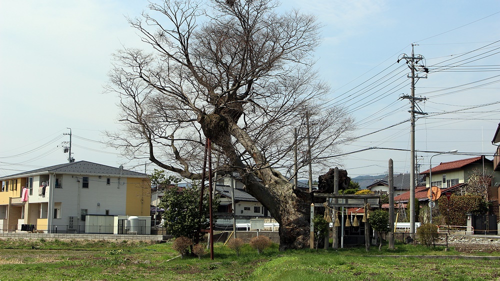 2015年岡谷東堀の神の木